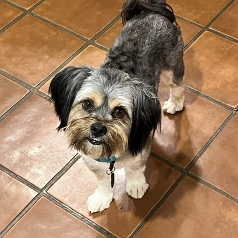 Enlarge Benji, a Adopted mixed breed in Brooklyn, NY image 6/6