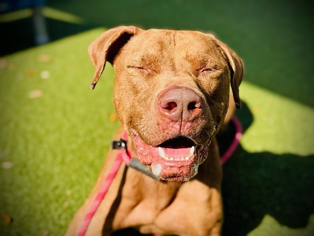 BUDDY, Adoptable, Adult Male Pit Bull Terrier.