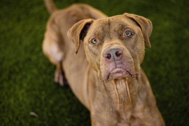 BUDDY, Adoptable, Adult Male Pit Bull Terrier.