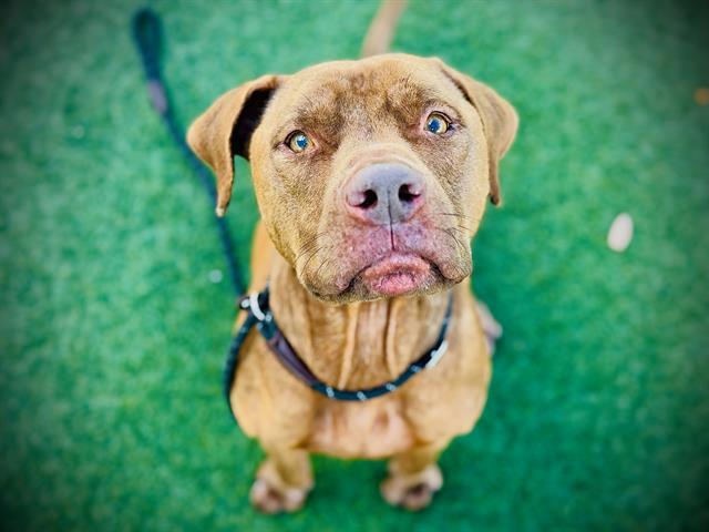 BUDDY, Adoptable, Adult Male Pit Bull Terrier.