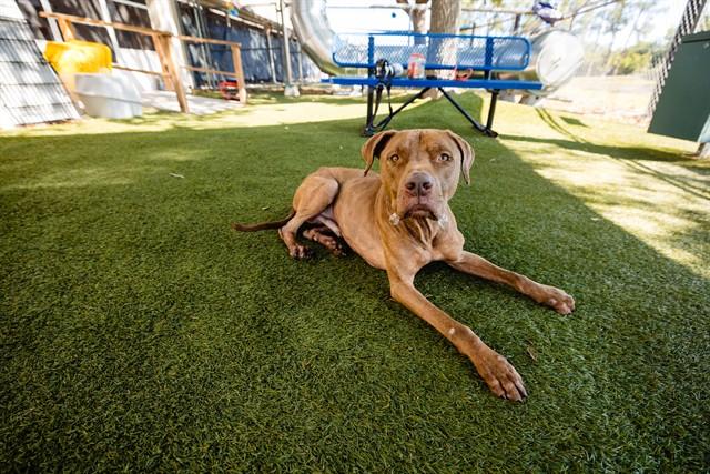 BUDDY, Adoptable, Adult Male Pit Bull Terrier.