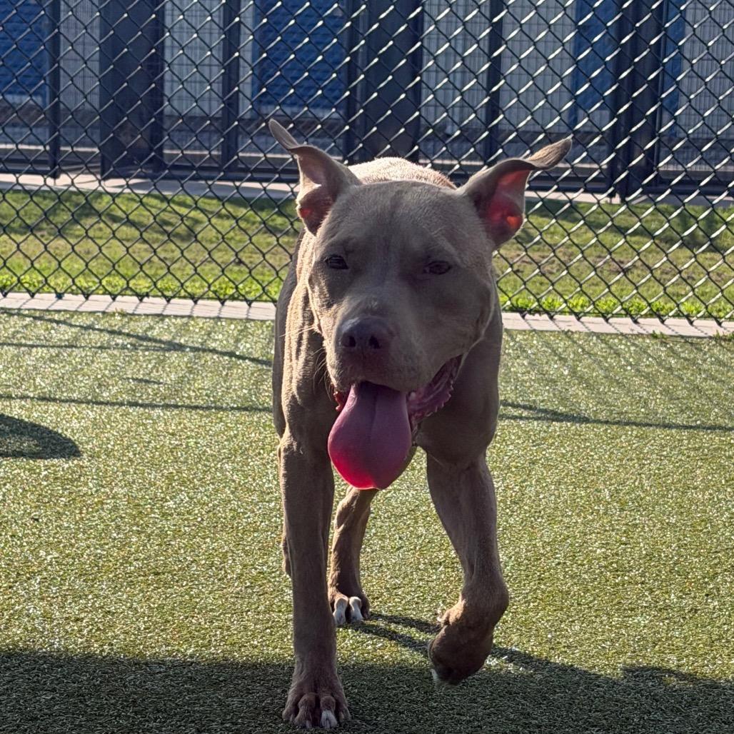 Enlarge Jellybean, a Adoptable mixed breed in Bryan, TX image 1/6