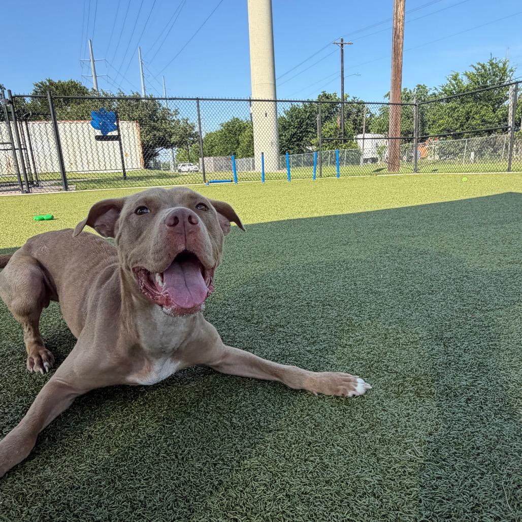 Enlarge Jellybean, a Adoptable mixed breed in Bryan, TX image 2/6