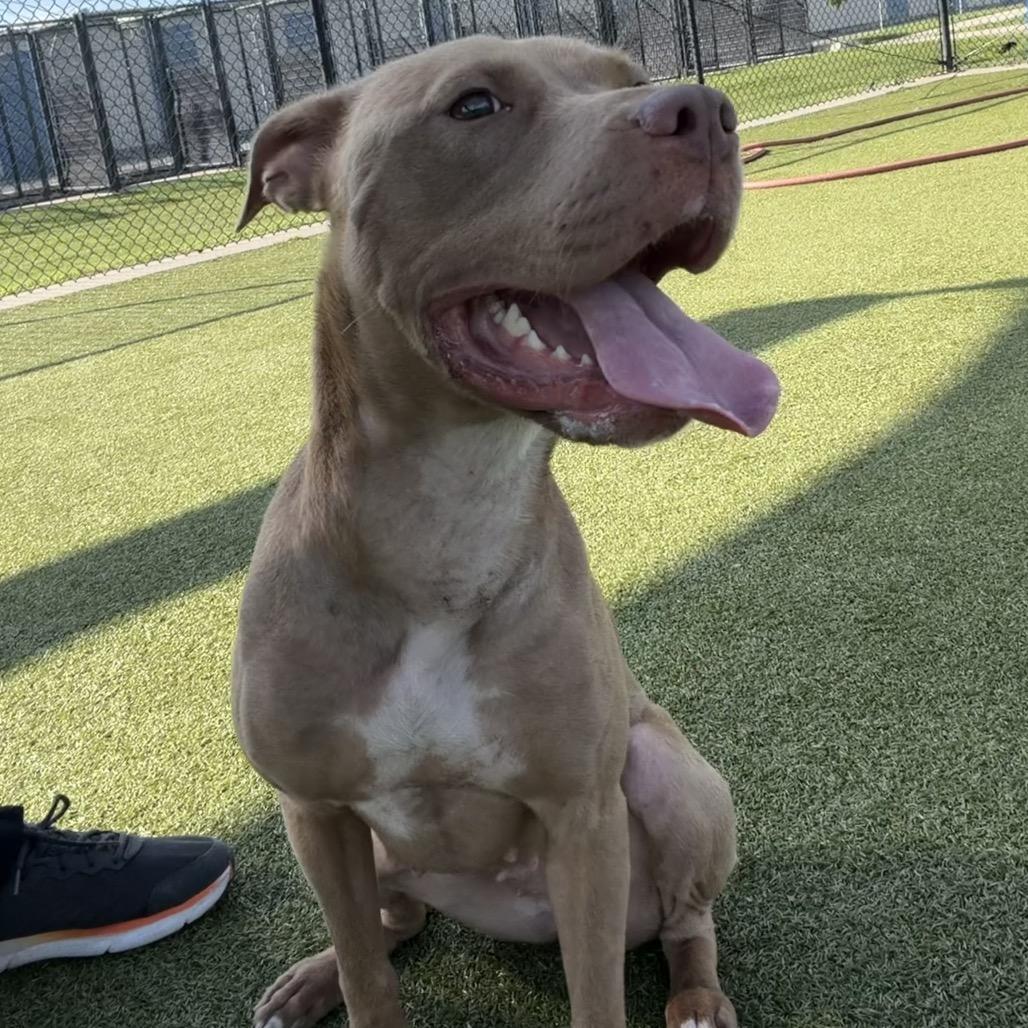 Enlarge Jellybean, a Adoptable mixed breed in Bryan, TX image 3/6
