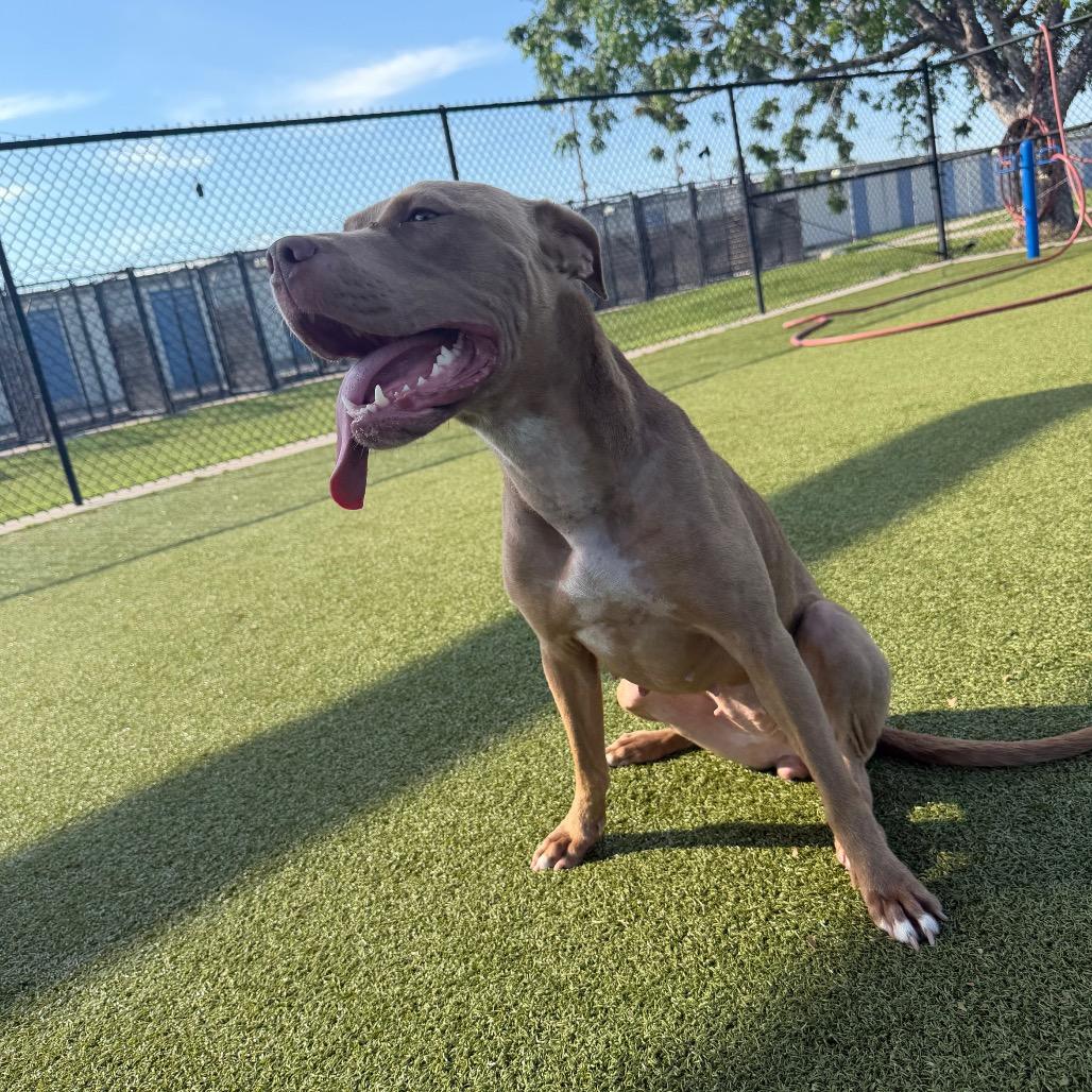Enlarge Jellybean, a Adoptable mixed breed in Bryan, TX image 4/6