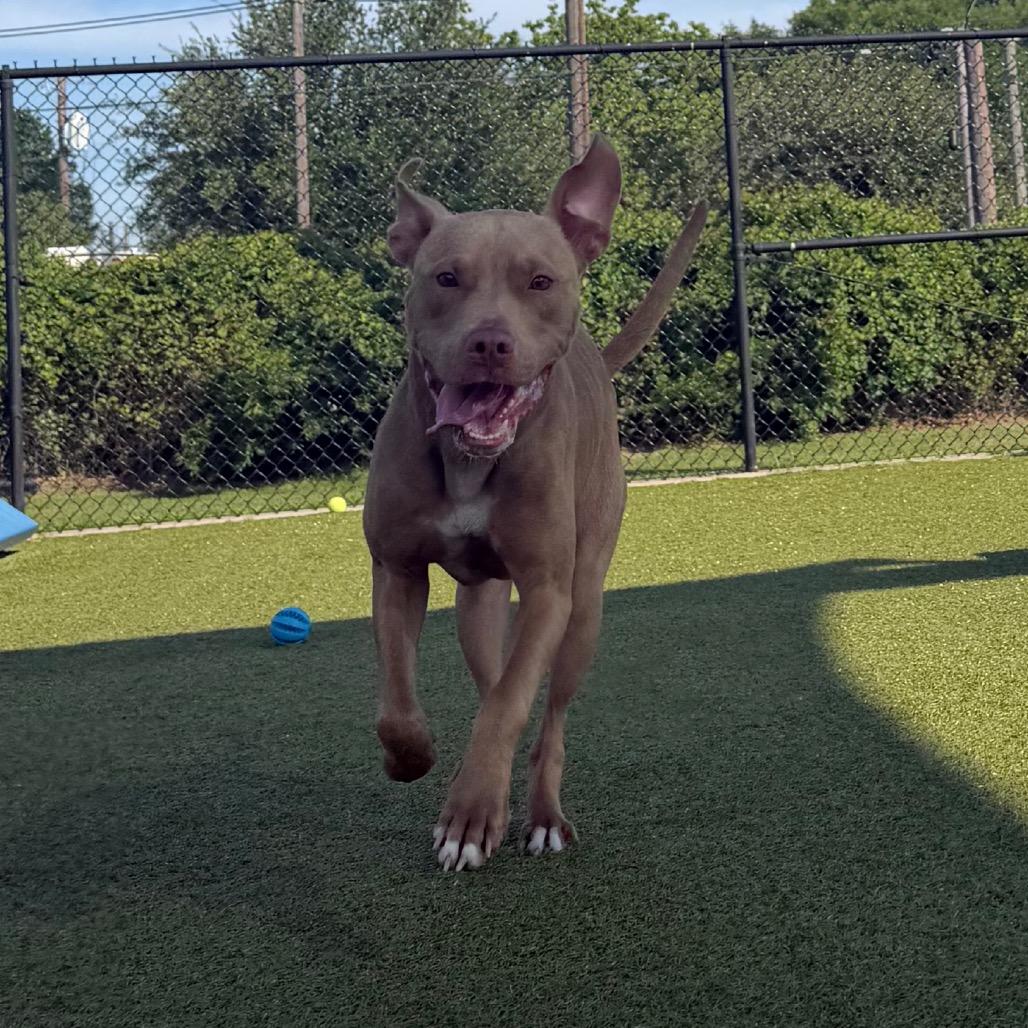 Enlarge Jellybean, a Adoptable mixed breed in Bryan, TX image 5/6