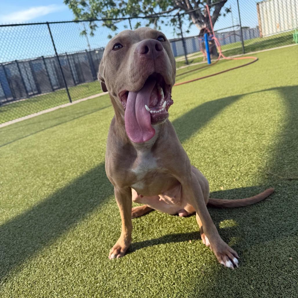 Enlarge Jellybean, a Adoptable mixed breed in Bryan, TX image 6/6