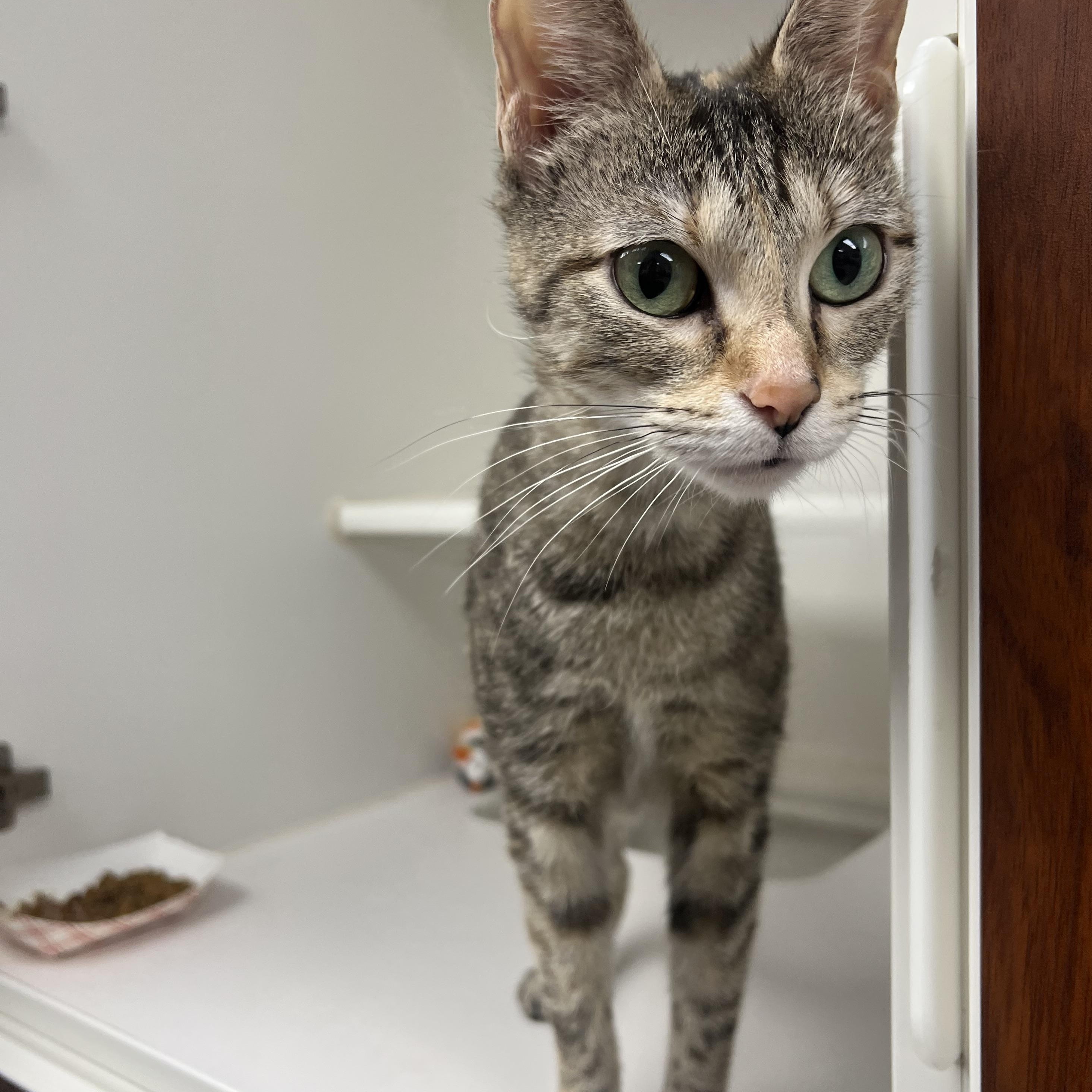 Dandelion, adopted, Adult Female Domestic Short Hair.