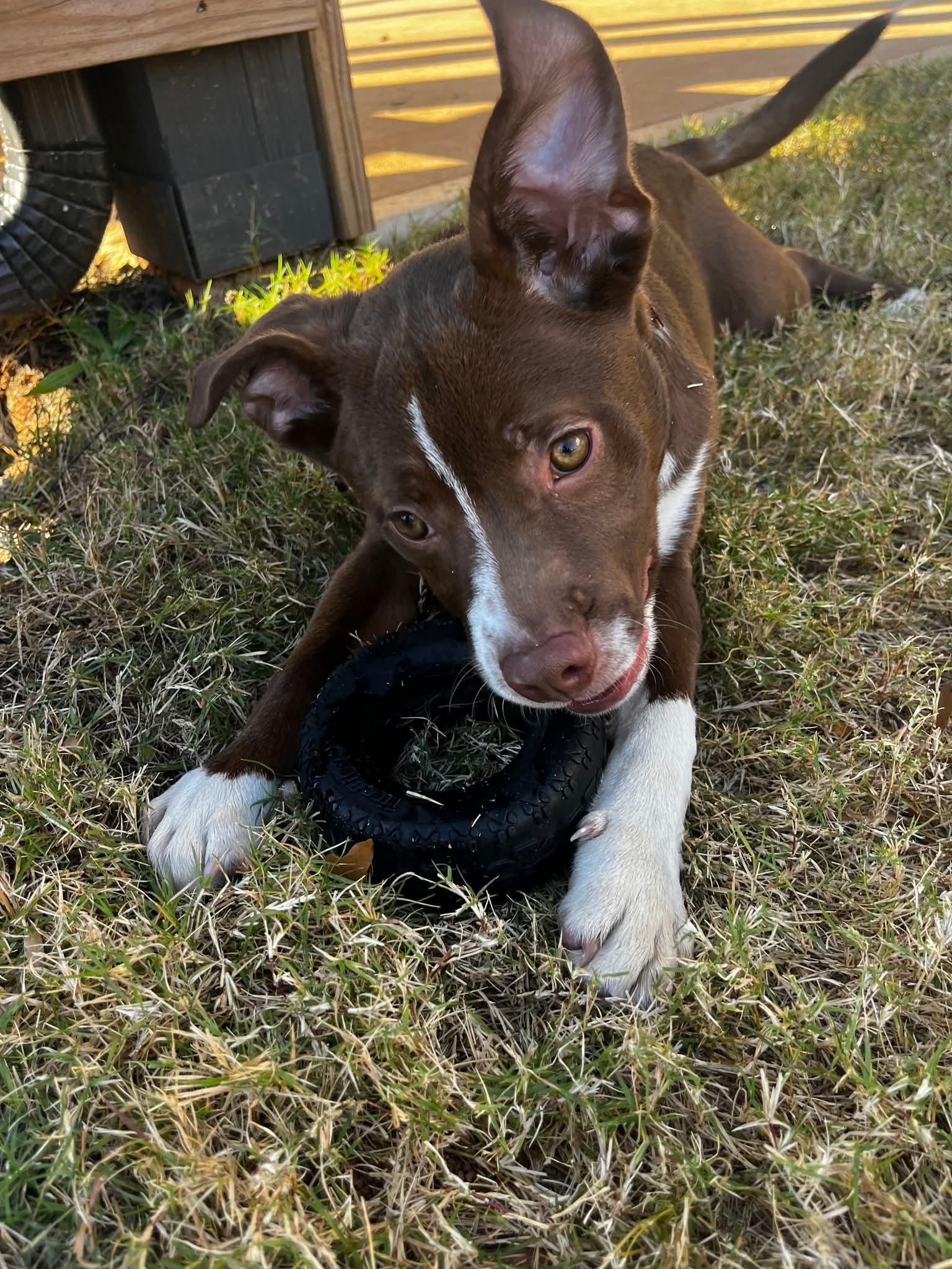 Enlarge Chase, a Adoptable mixed breed in Buford, GA image 2/5