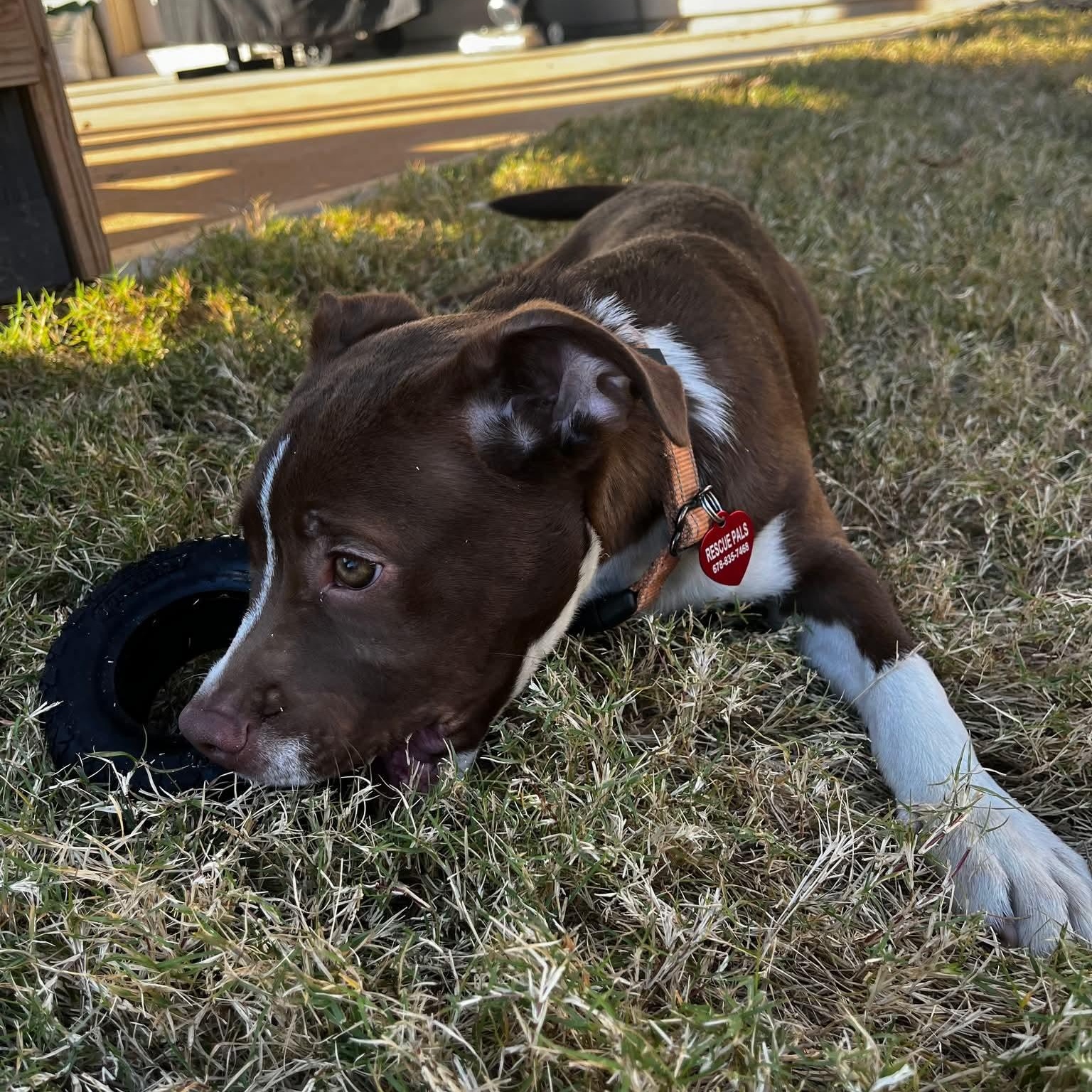 Enlarge Chase, a Adoptable mixed breed in Buford, GA image 4/5