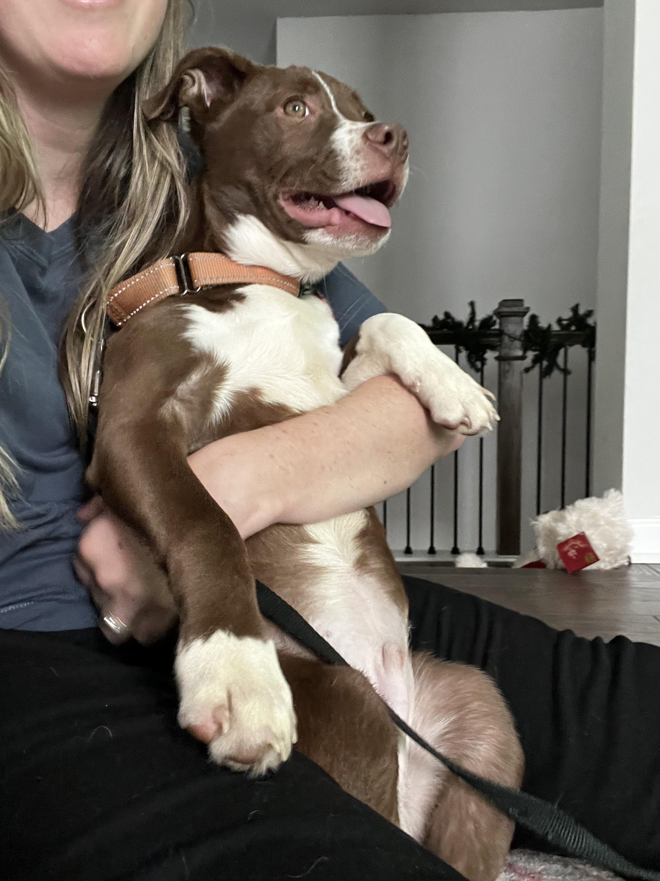 Enlarge Chase, a Adoptable mixed breed in Buford, GA image 3/5