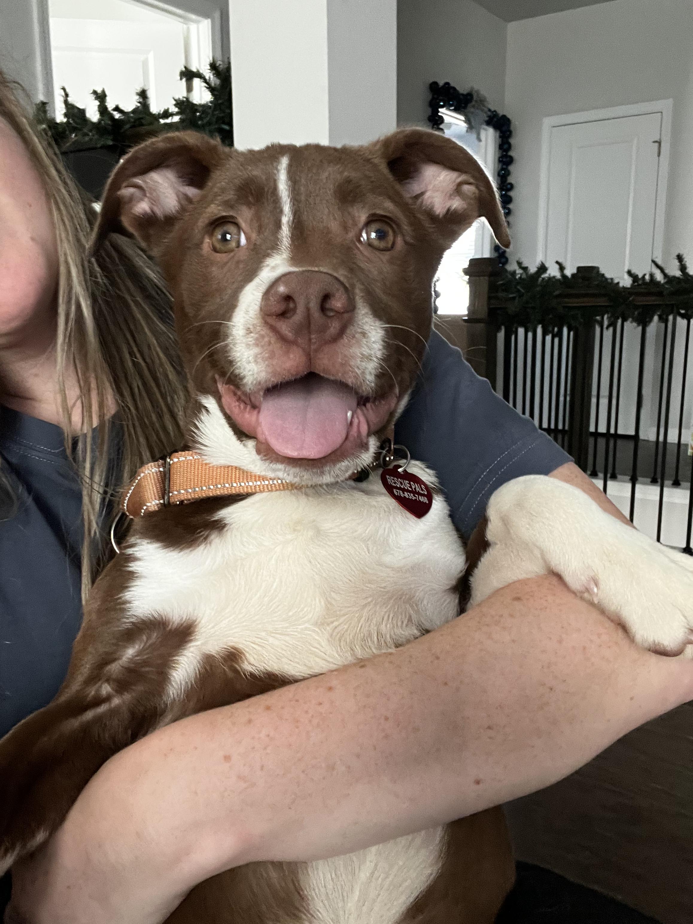 Enlarge Chase, a Adoptable mixed breed in Buford, GA image 1/5