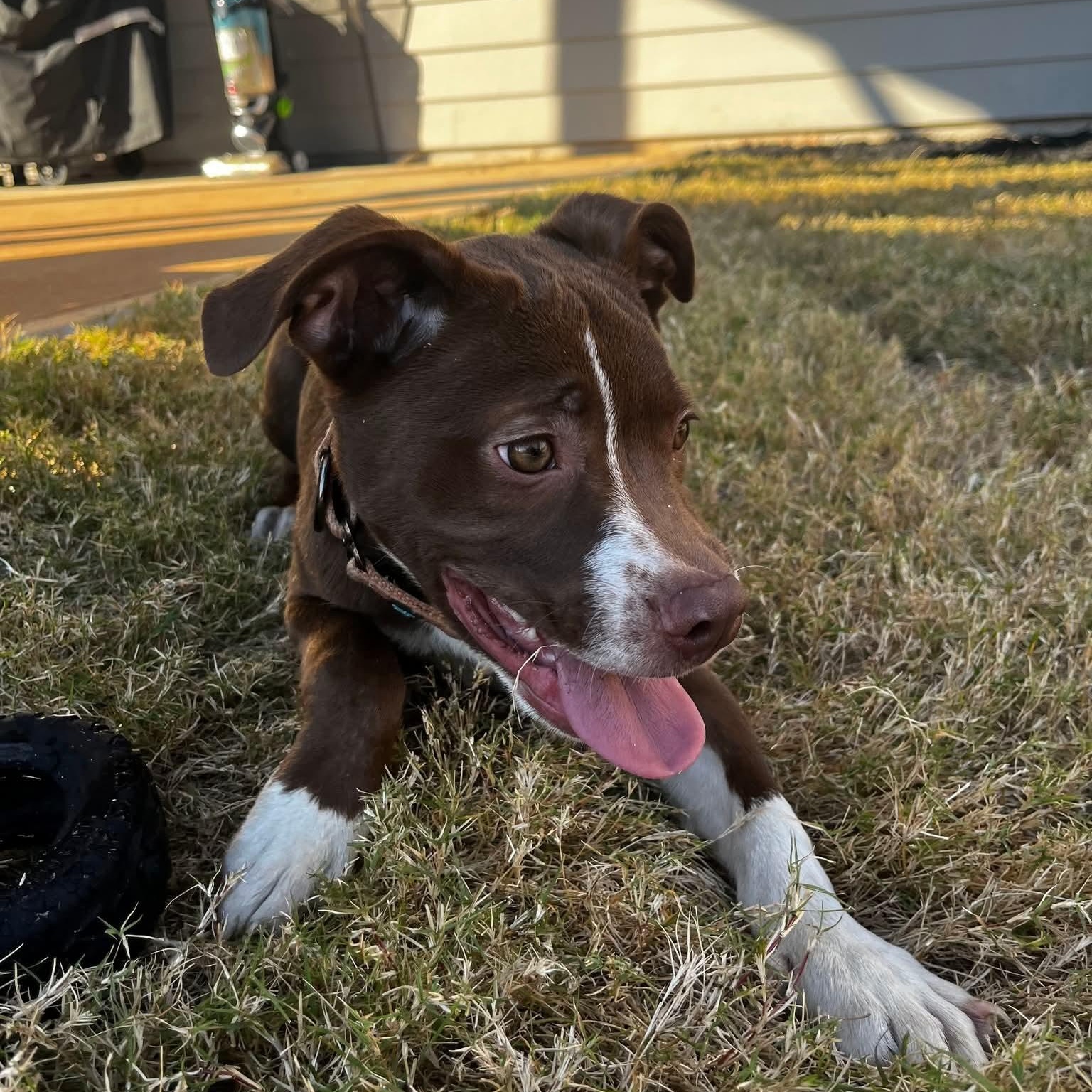 Enlarge Chase, a Adoptable mixed breed in Buford, GA image 5/5