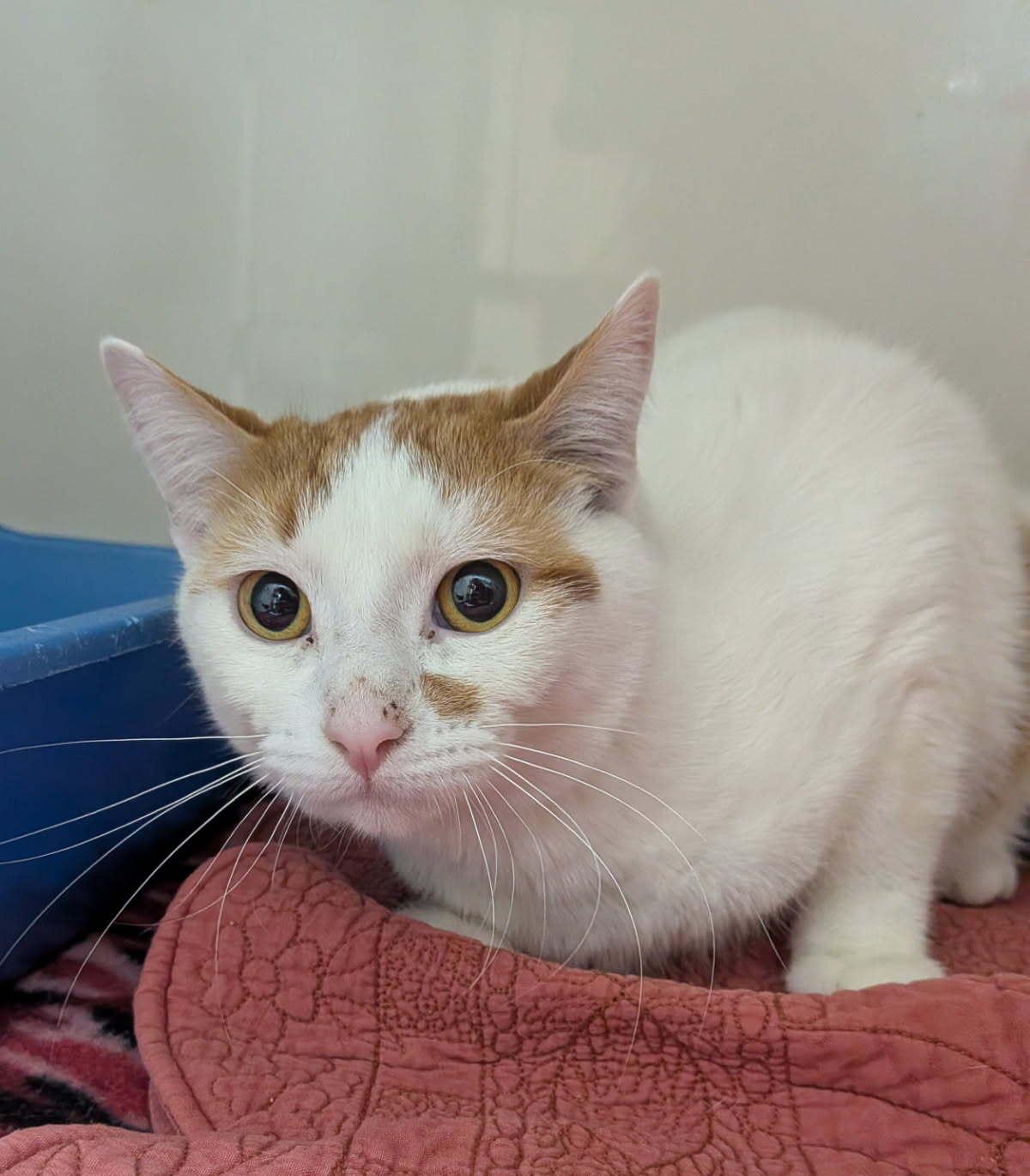 Gin, ADOPTABLE, Young Male Domestic Short Hair.