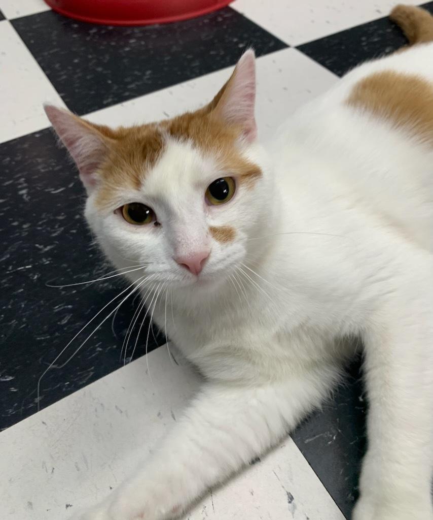 Gin, a ADOPTABLE Domestic Short Hair in wetaskiwin, AB image 1/2