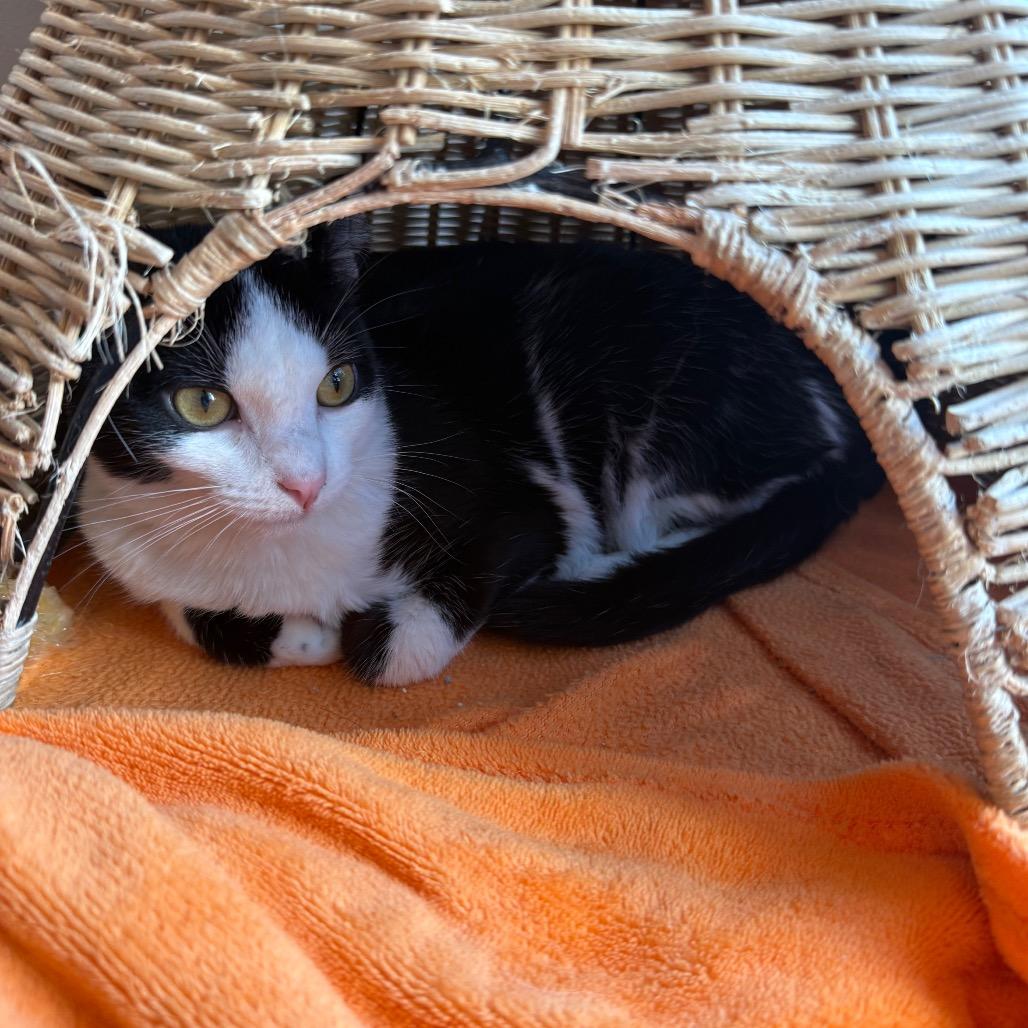 Mini Macchiato, Adoptable, Young Male Domestic Short Hair.