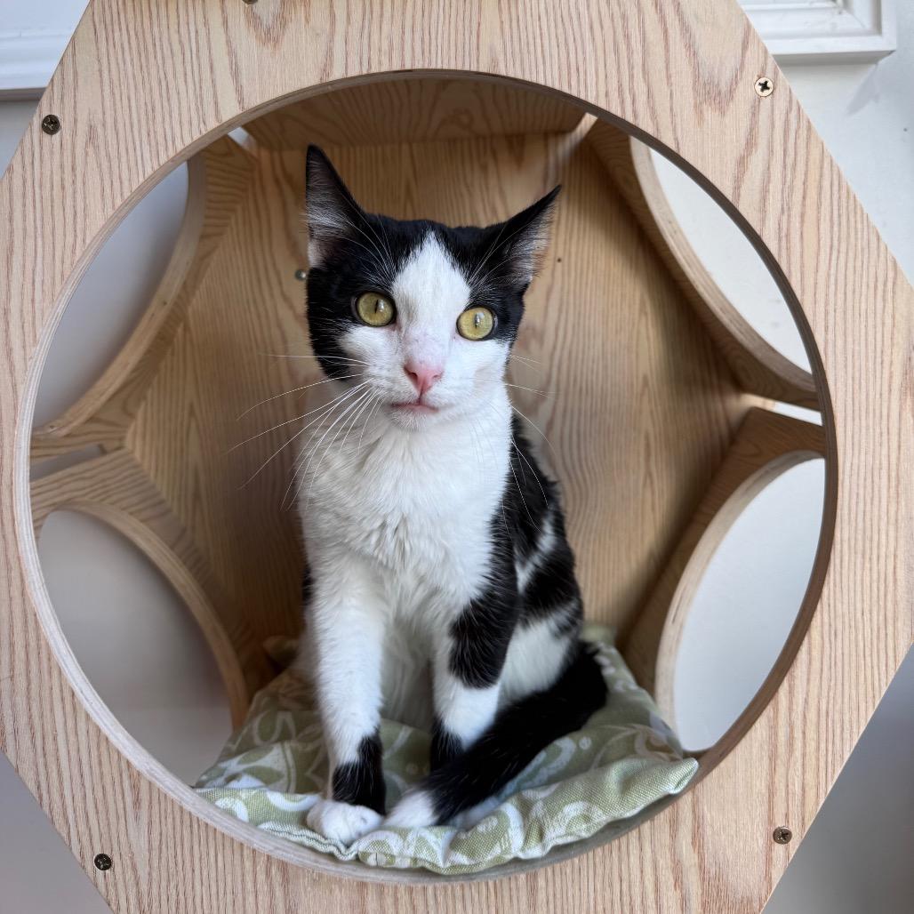 Enlarge Mini Macchiato, a Adoptable Domestic Short Hair in Harrisonburg, VA image 2/6