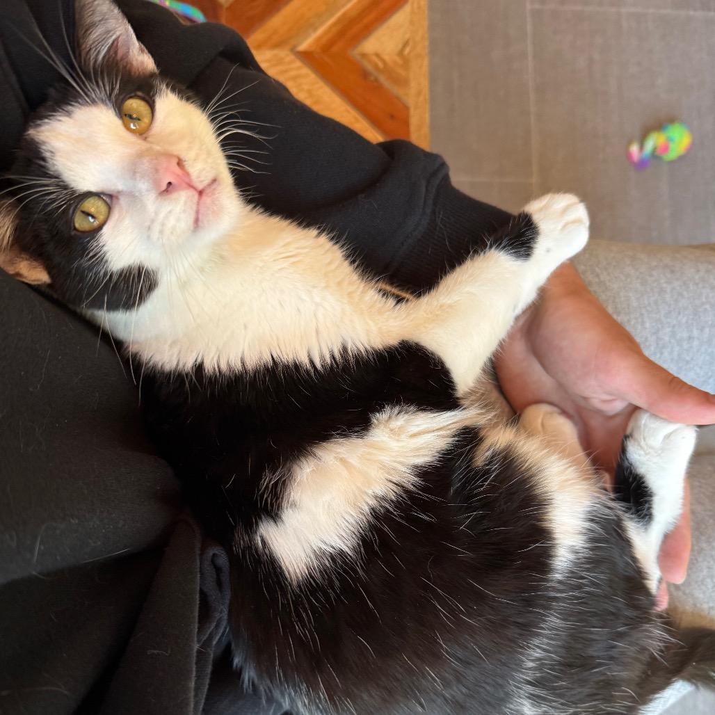 Enlarge Mini Macchiato, a Adoptable Domestic Short Hair in Harrisonburg, VA image 3/6