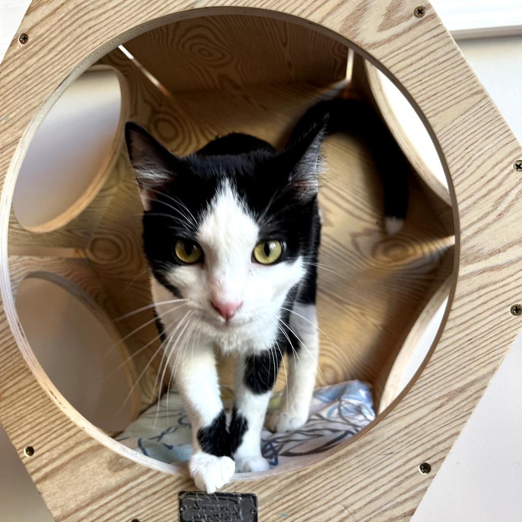 Enlarge Mini Macchiato, a Adoptable Domestic Short Hair in Harrisonburg, VA image 4/6