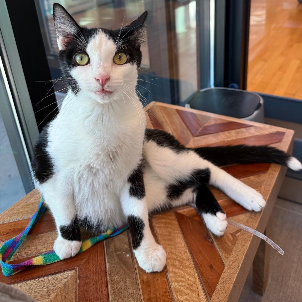 Enlarge Mini Macchiato, a Adoptable Domestic Short Hair in Harrisonburg, VA image 4/6