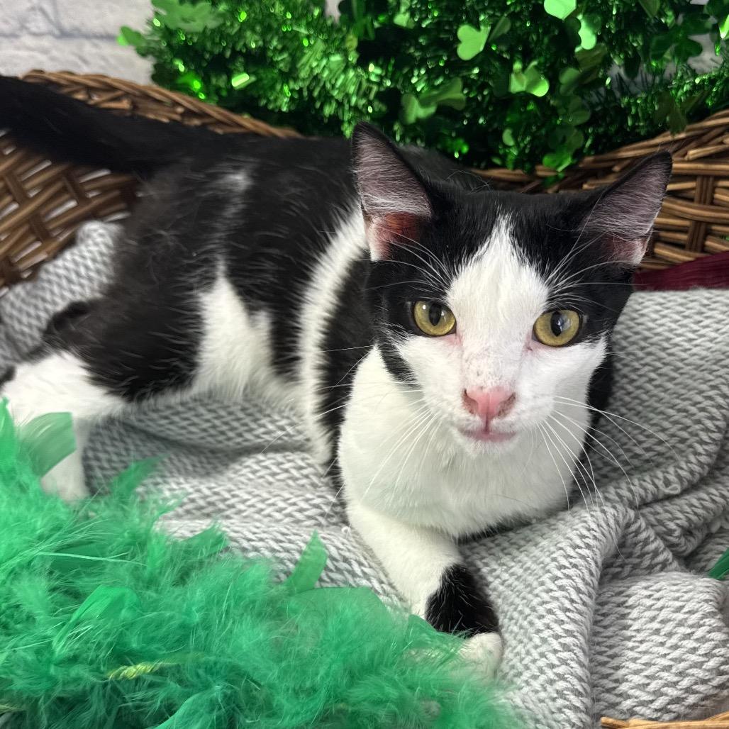 Mini Macchiato, Adoptable, Young Male Domestic Short Hair.