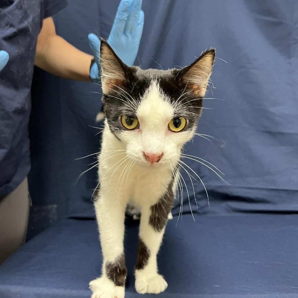 Enlarge Mini Macchiato, a Adoptable Domestic Short Hair in Harrisonburg, VA image 6/6