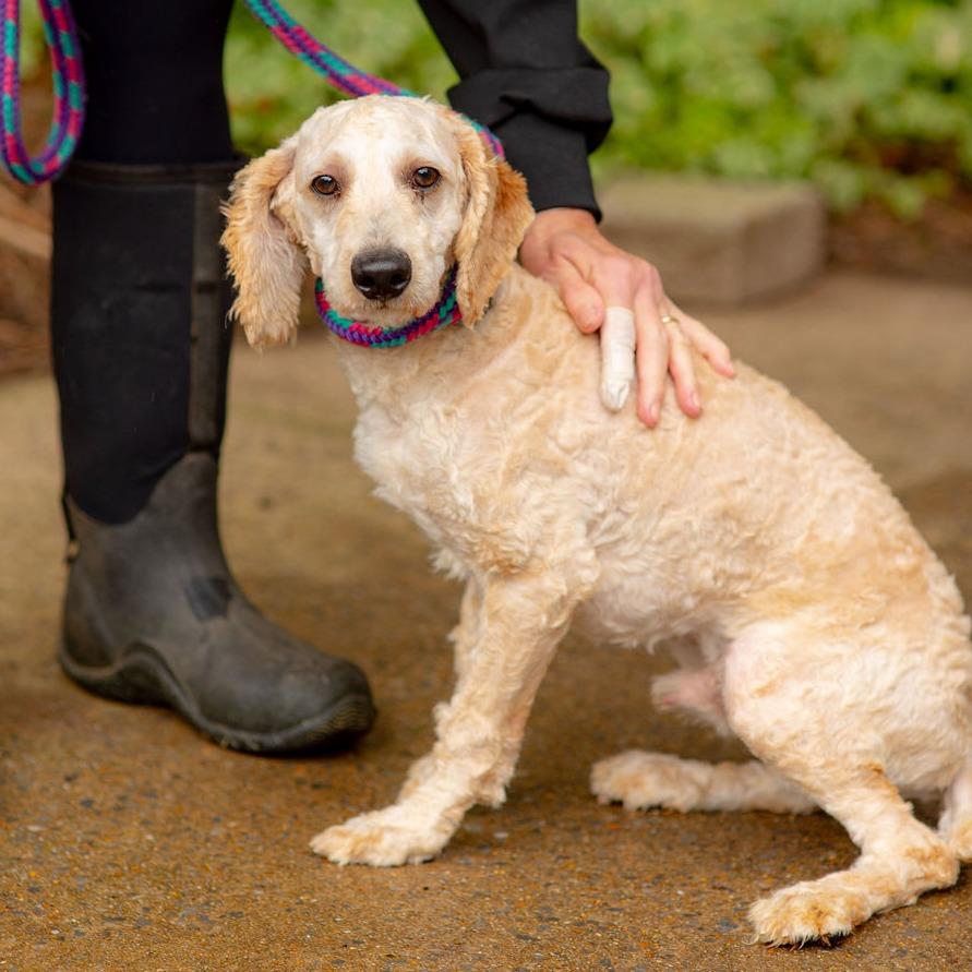 Enlarge Croissant, a Adopted Poodle in Chester Springs, PA image 2/3