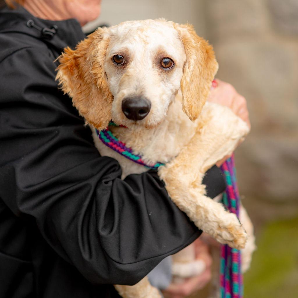 Enlarge Croissant, a Adopted Poodle in Chester Springs, PA image 3/3