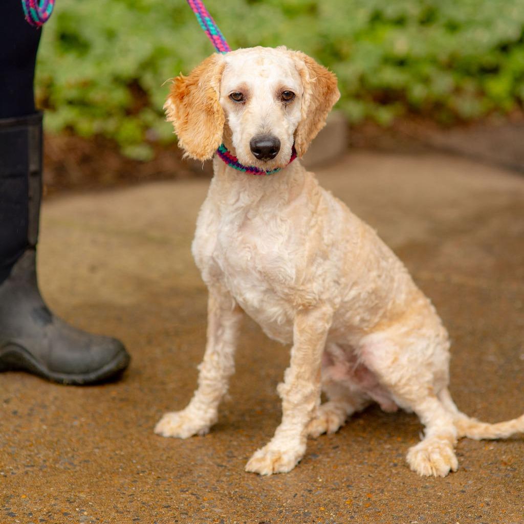 Enlarge Croissant, a Adopted Poodle in Chester Springs, PA image 1/3