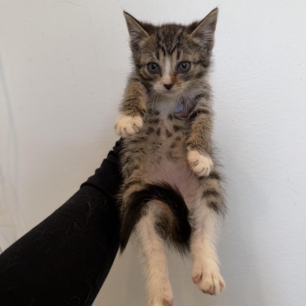Marinara, a ADOPTABLE Domestic Short Hair in Chattanooga, TN image 2/3