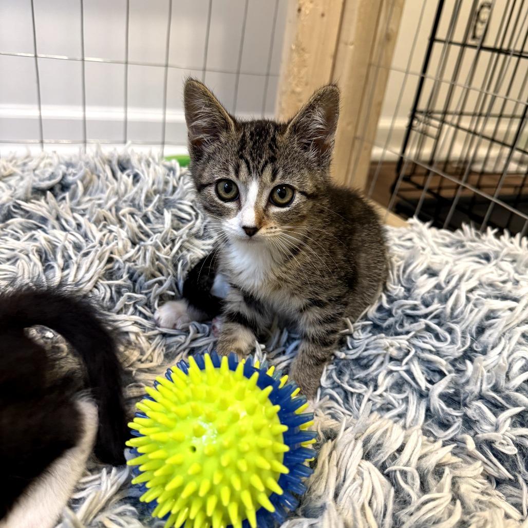 Marinara, a ADOPTABLE Domestic Short Hair in Chattanooga, TN image 3/3