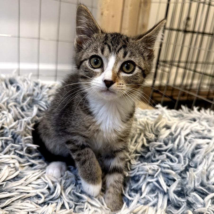 Marinara, ADOPTABLE, Kitten Female Domestic Short Hair.