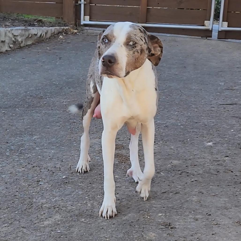 Enlarge Mama Roz, a Adoptable mixed breed in Chattanooga, TN image 6/6