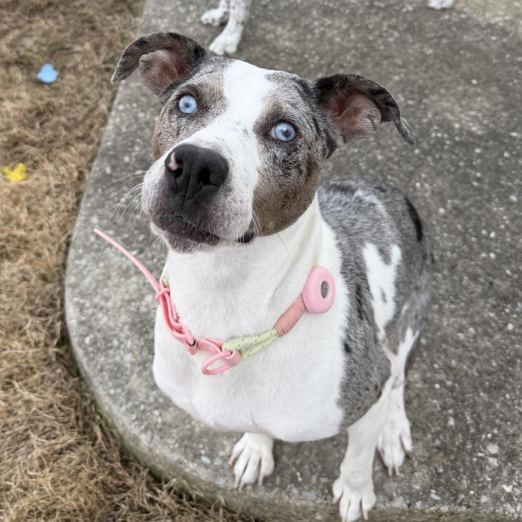 Enlarge Mama Roz, a Adoptable mixed breed in Chattanooga, TN image 3/6