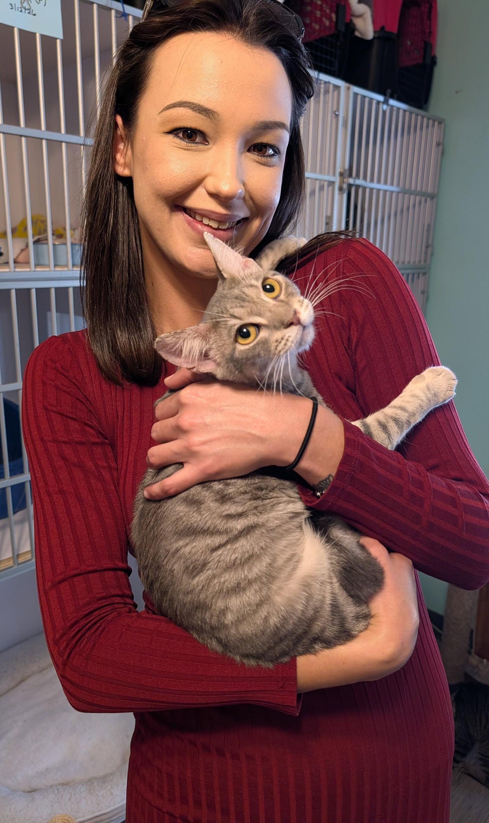 Happy, Adopted, Young Female Domestic Short Hair.