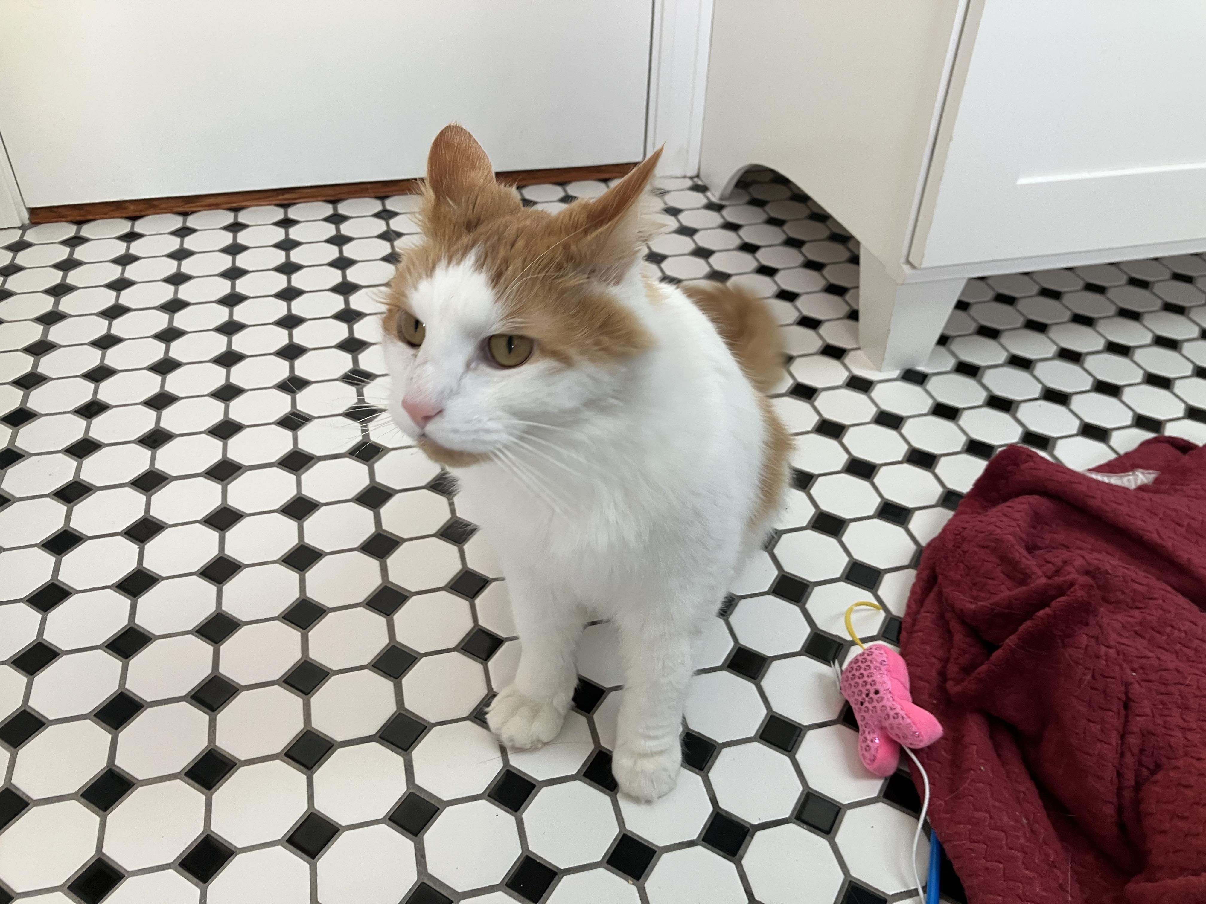 Enlarge Queso, a ADOPTABLE Domestic Short Hair in Worcester, MA image 3/4