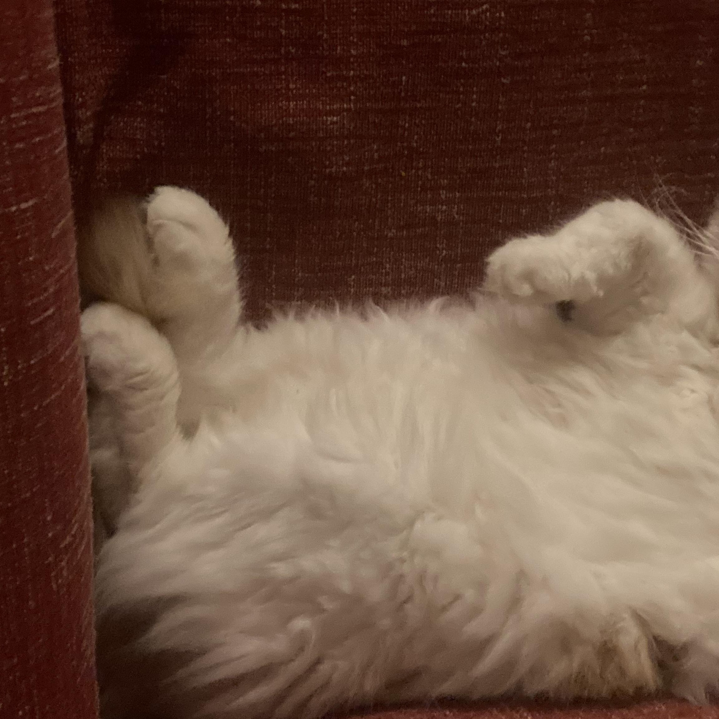 Enlarge Queso, an adopted Domestic Short Hair in Worcester, MA image 2/6