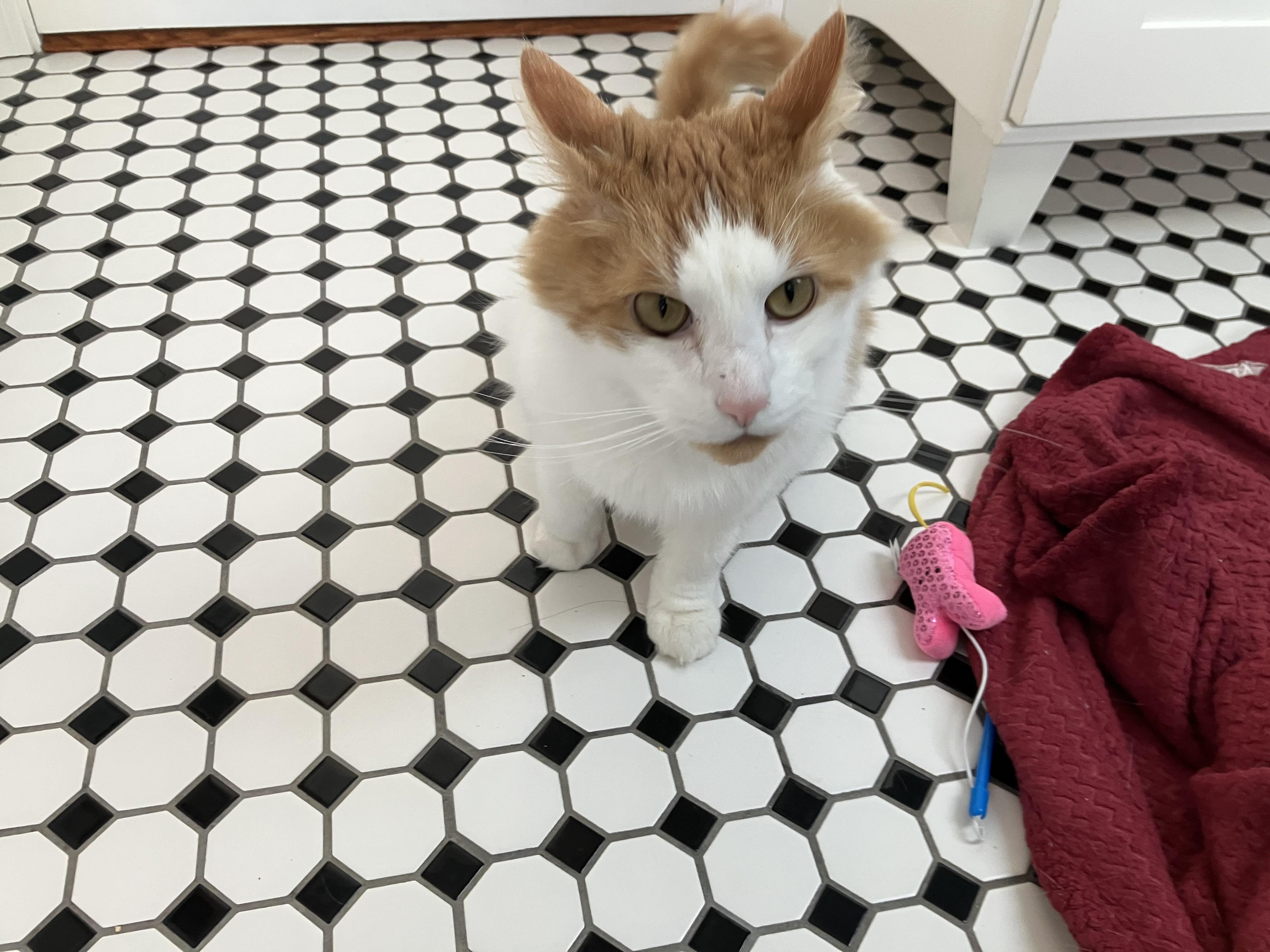 Enlarge Queso, a ADOPTABLE Domestic Short Hair in Worcester, MA image 1/4