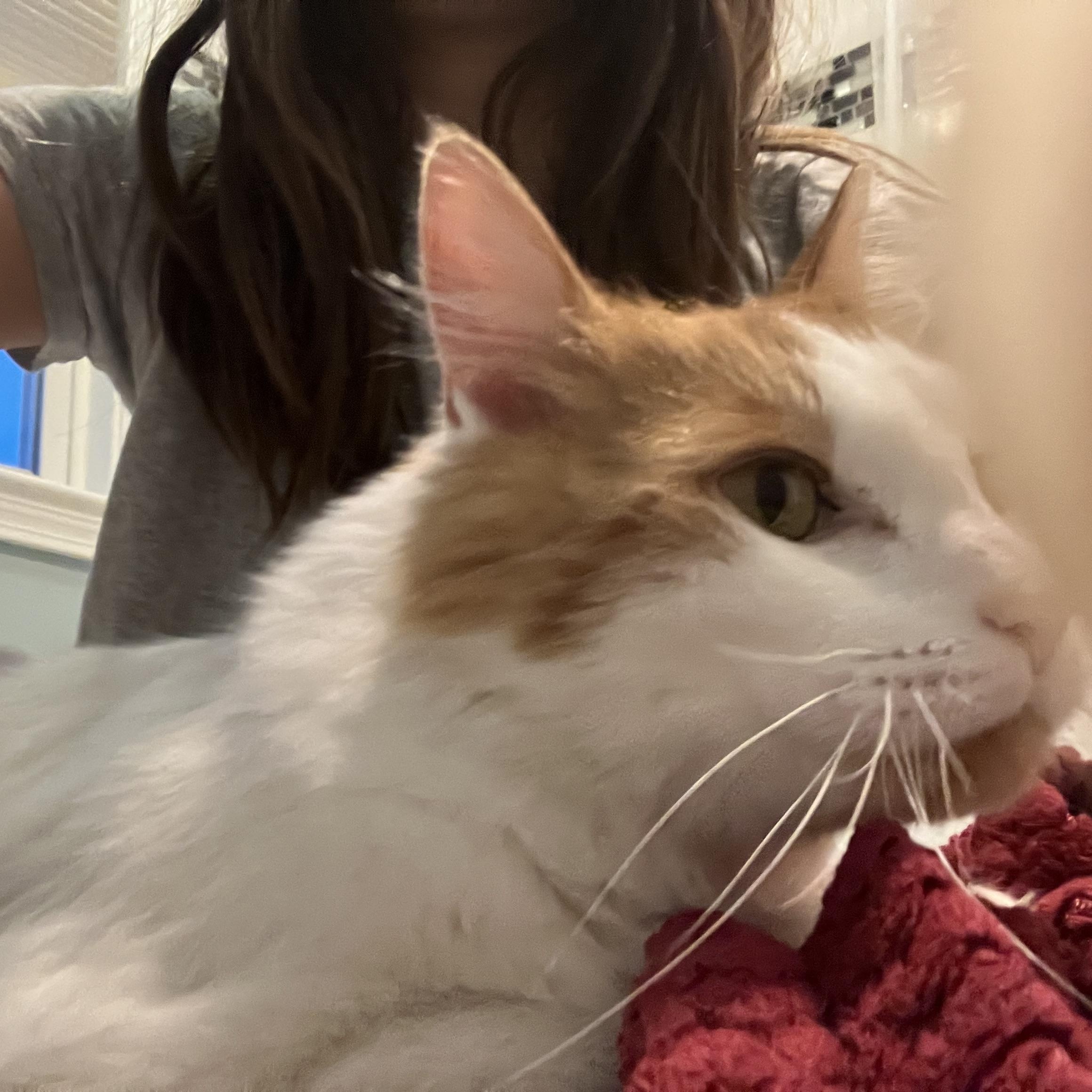 Enlarge Queso, a ADOPTABLE Domestic Short Hair in Worcester, MA image 2/4