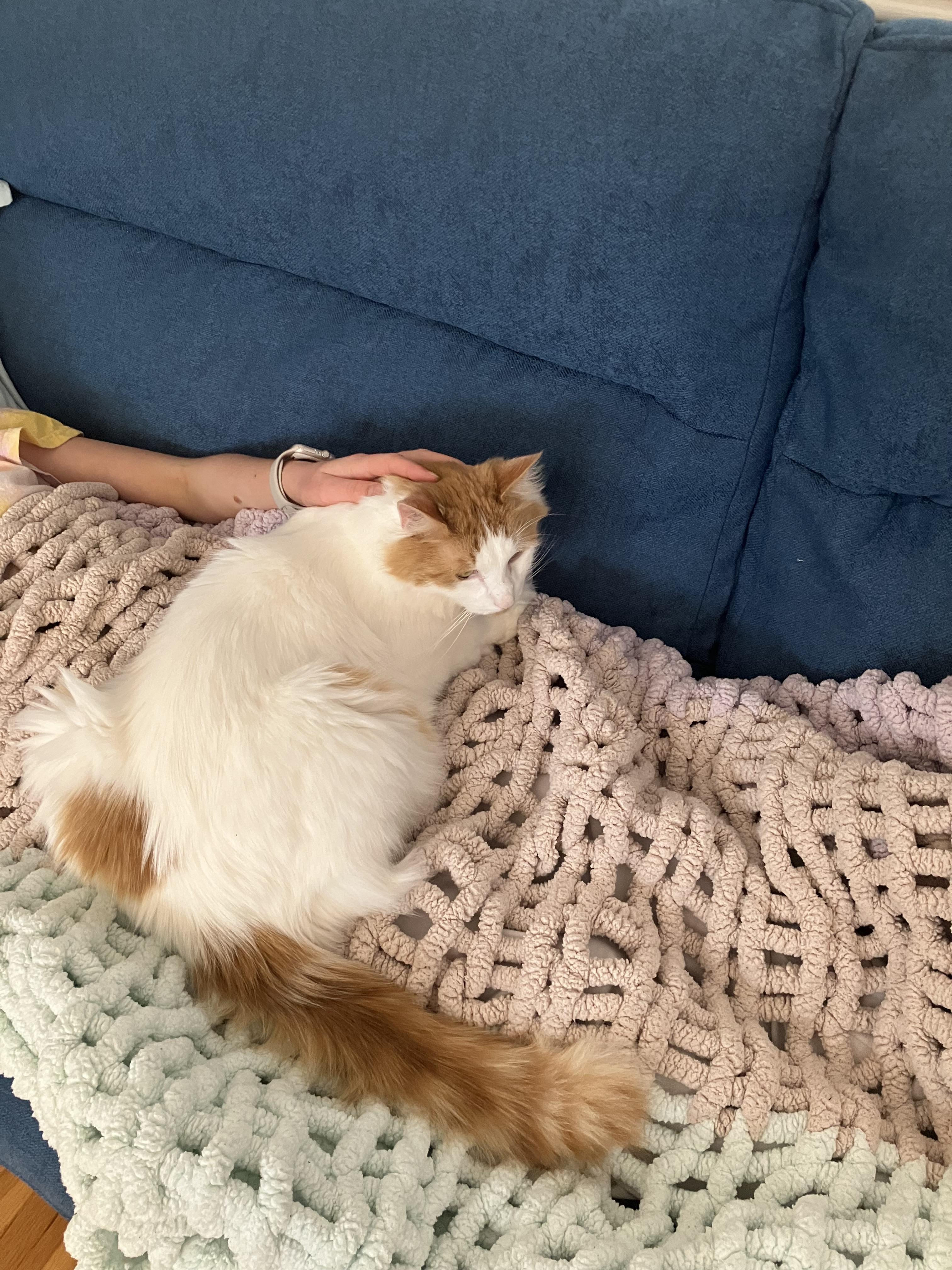 Enlarge Queso, an adopted Domestic Short Hair in Worcester, MA image 3/6