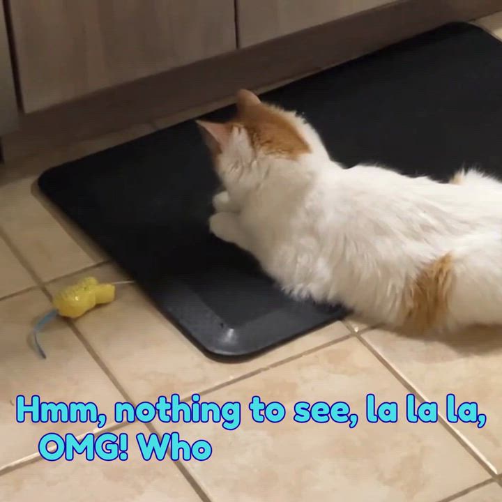 Enlarge Queso, an adopted Domestic Short Hair in Worcester, MA video 6/6