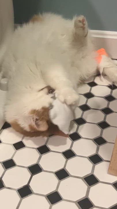 Enlarge Queso, a ADOPTABLE Domestic Short Hair in Worcester, MA video 4/4