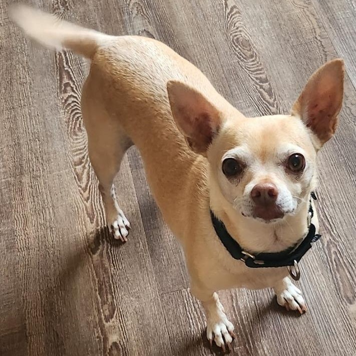 Elvie, ADOPTABLE, Senior Male Chihuahua.