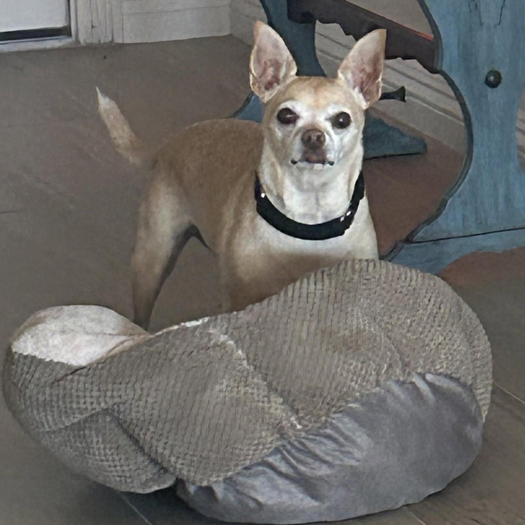Enlarge Elvie, a Adopted Chihuahua in Mesquite, NV image 5/5