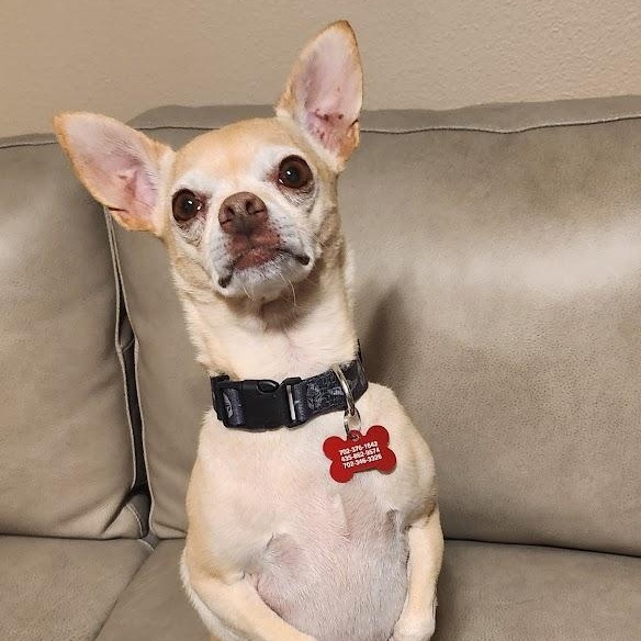 Elvie, a ADOPTABLE Chihuahua in Mesquite, NV image 3/4