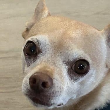 Elvie, Adopted, Senior Male Chihuahua.