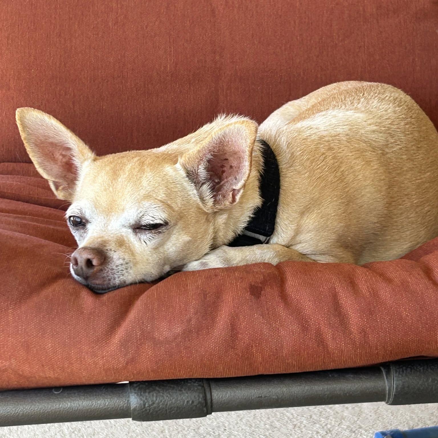 Enlarge Elvie, a Adopted Chihuahua in Mesquite, NV image 2/5