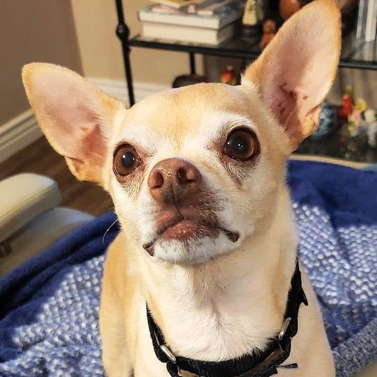 Elvie, ADOPTABLE, Senior Male Chihuahua.