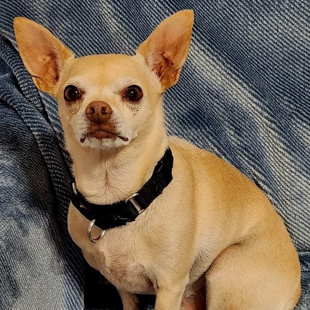 Enlarge Elvie, a ADOPTABLE Chihuahua in Mesquite, NV image 2/3
