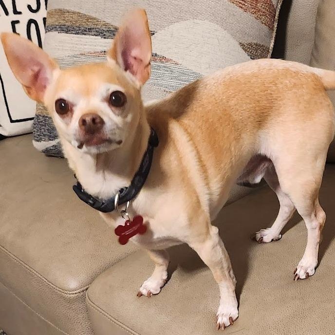 Elvie, a ADOPTABLE Chihuahua in Mesquite, NV image 4/4